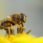 Honig gegen Pickel